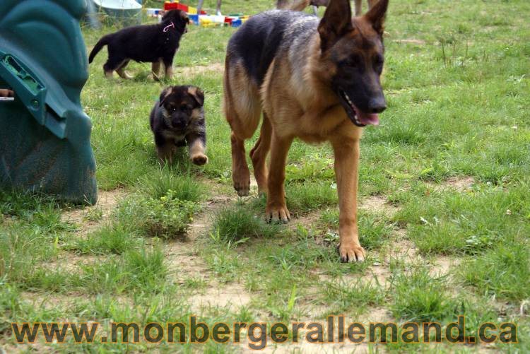 Les chiots berger allemand a Kenya - 13 juillet 2011