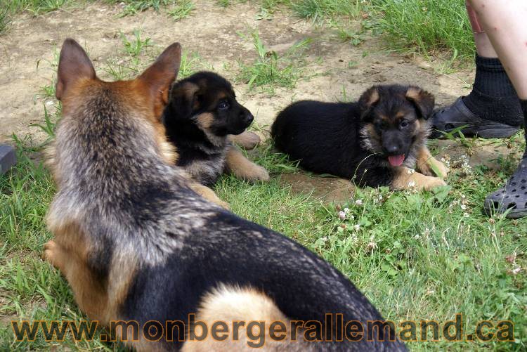 Les chiots berger allemand a Kenya - 13 juillet 2011