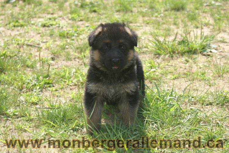 Les chiots berger allemand a Kenya - 5 juillet 2011Les chiots berger allemand a Kenya - 5 juillet 2011