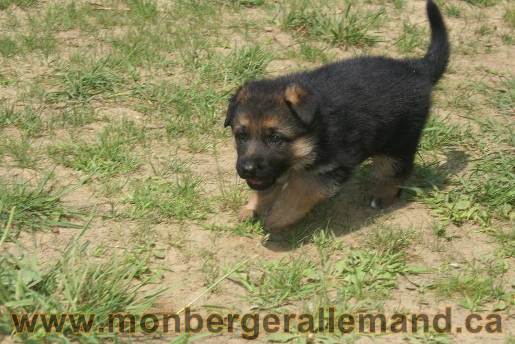 Les chiots berger allemand a Kenya - 5 juillet 2011