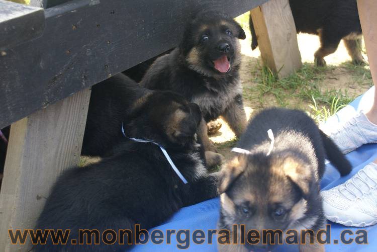 Les chiots berger allemand a Kenya - 5 juillet 2011