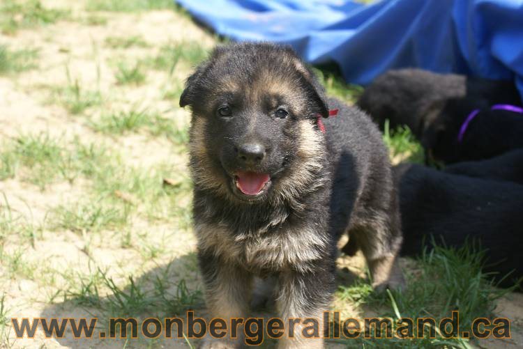 Les chiots berger allemand a Kenya - 5 juillet 2011