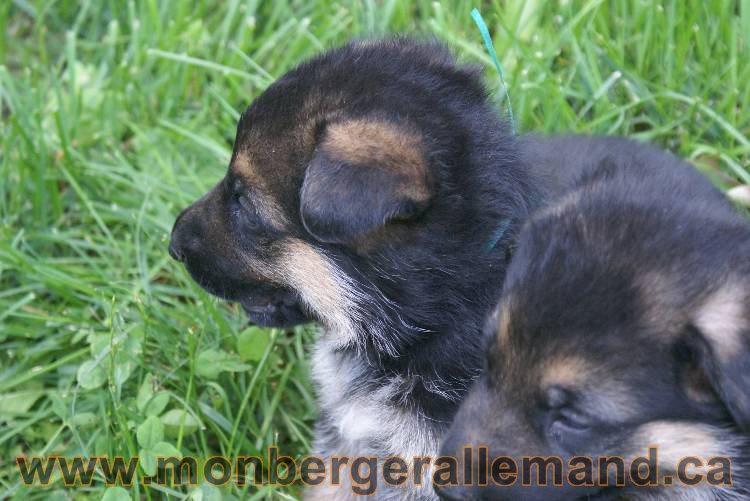 Les chiots berger allemand a Kenya - 5 juillet 2011