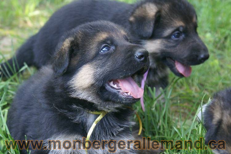 Les chiots berger allemand a Kenya - 5 juillet 2011