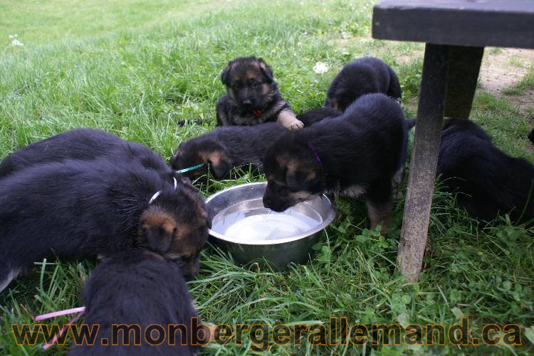 Les chiots berger allemand a Kenya - 5 juillet 2011