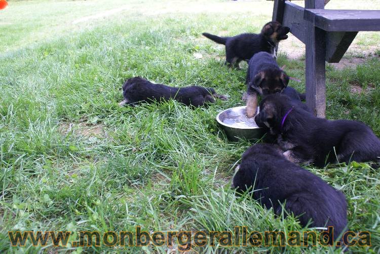 Les chiots berger allemand a Kenya - 5 juillet 2011