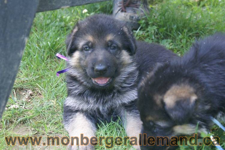 Les chiots berger allemand a Kenya - 5 juillet 2011