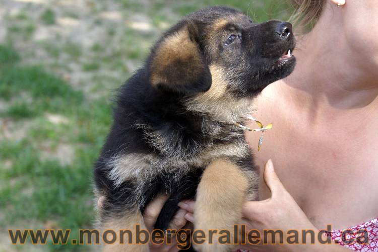 Les chiots et chien berger allemand - 16 juillet 2011