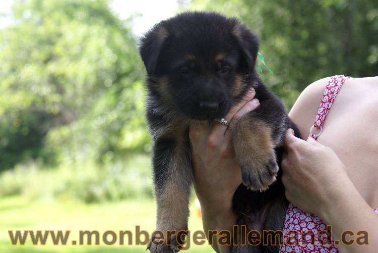 Les chiots et chien berger allemand - 16 juillet 2011