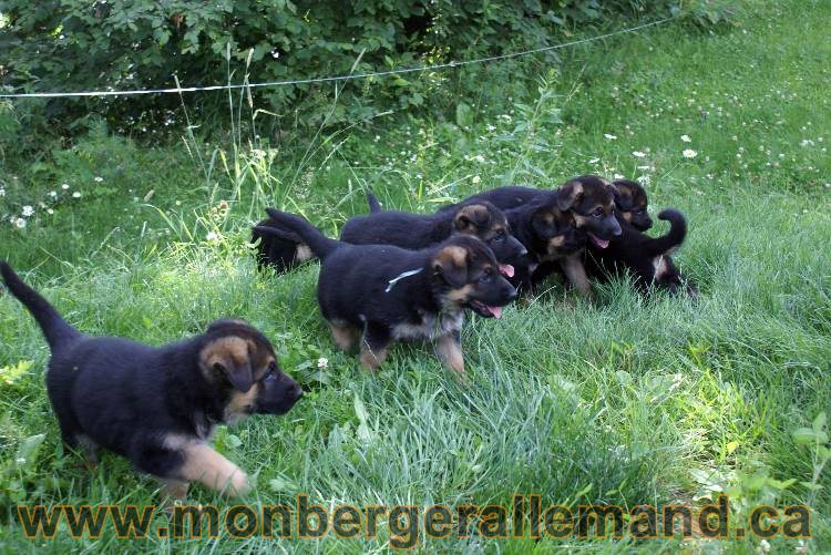 Les chiots et chien berger allemand - 16 juillet 2011