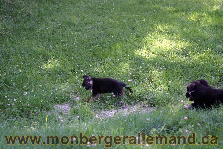 Les chiots et chien berger allemand - 16 juillet 2011