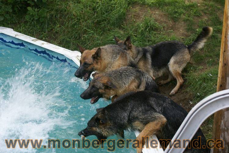 Les chiots et chien berger allemand - 16 juillet 2011