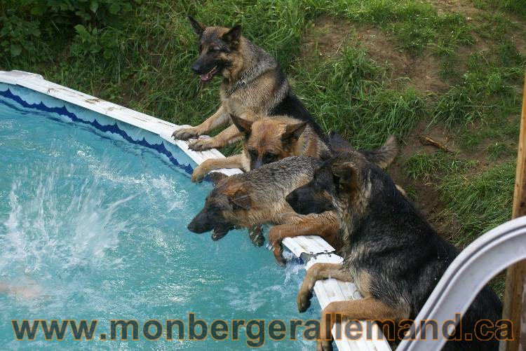 Les chiots et chien berger allemand - 16 juillet 2011