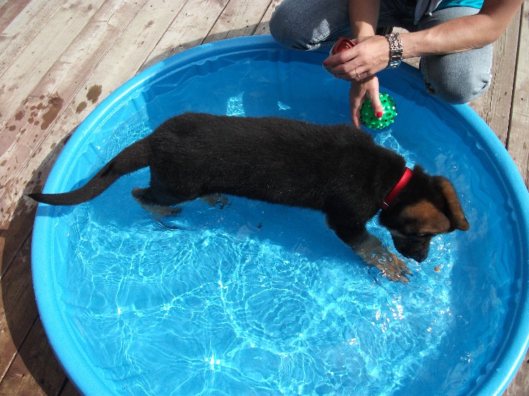 Jack - Chiot Berger Allemand de Lady & Vidal