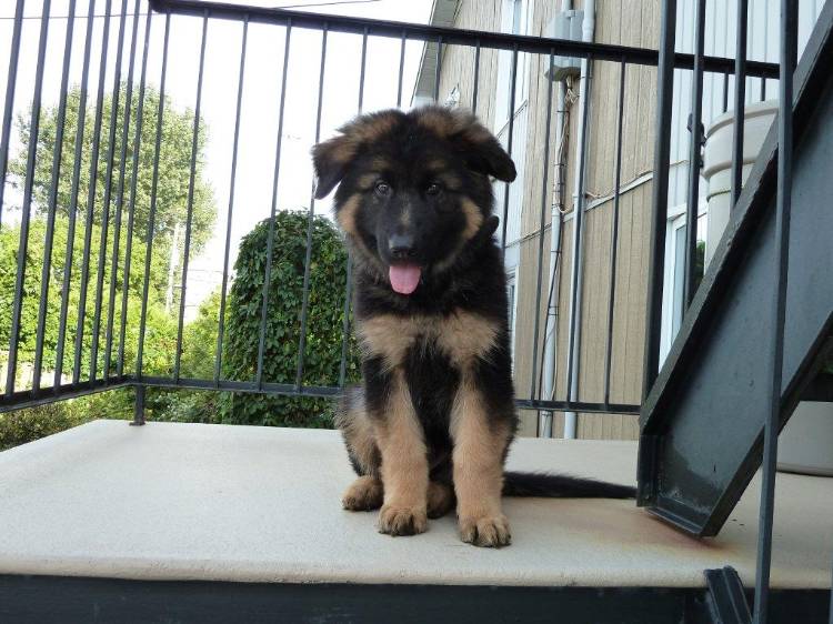 Yogi - Bear, chiot berger allemand Male de Roxy et Vidal